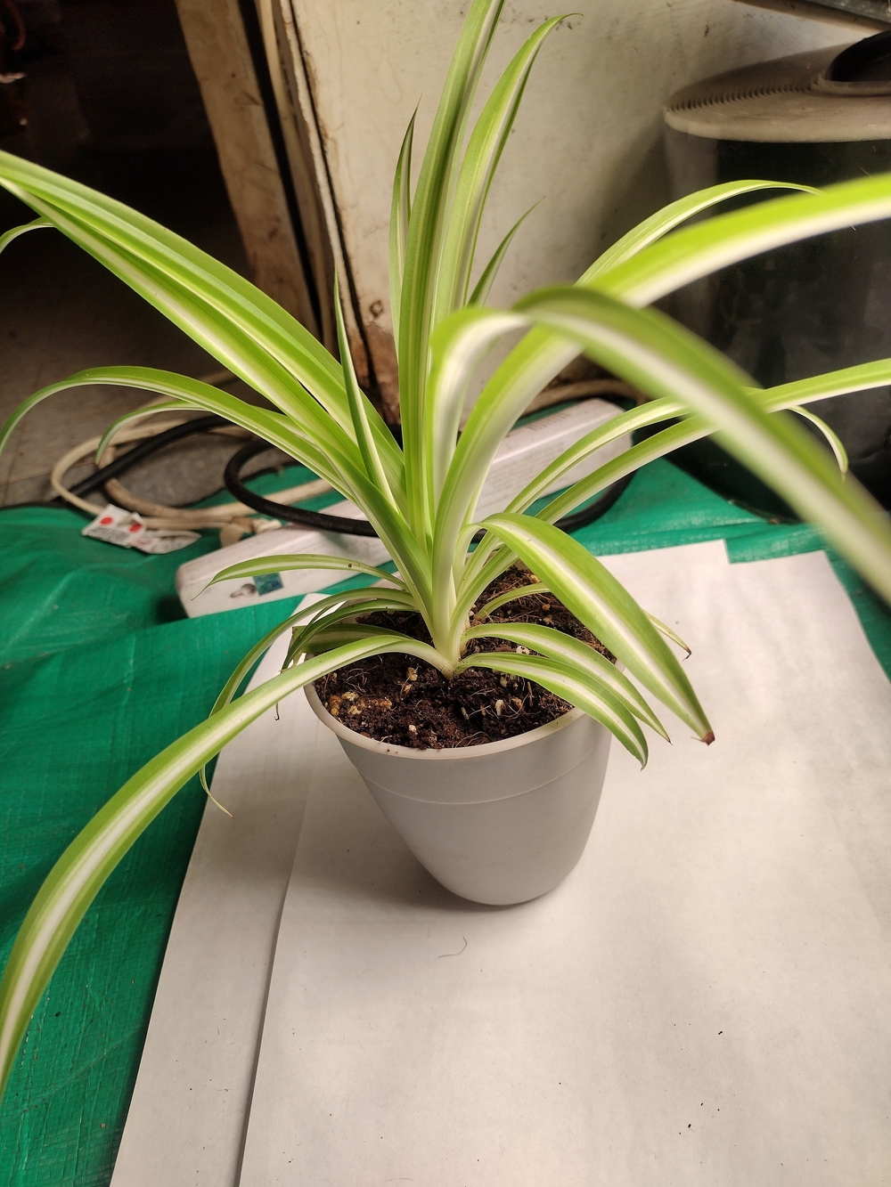Live Health Variegated Spider Plant Fully Rooted in 4inch Pot